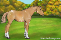 Horse Color:White Spotted Palomino Tobiano