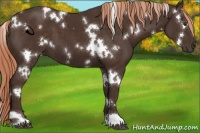 Horse Color:White Spotted Liver Chestnut 