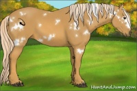 Horse Color:White Spotted Palomino 