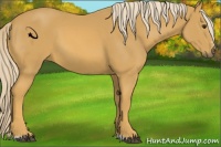 Horse Color:Palomino Sabino
