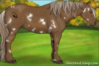Horse Color:White Spotted Chocolate Palomino
