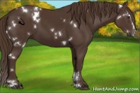 Horse Color:White Spotted Liver Chestnut Sabino 