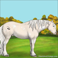 Horse Color:White Spotted Cremello Sabino