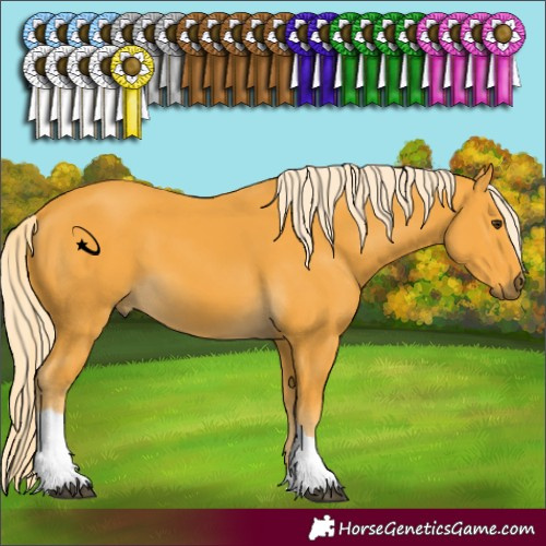 Horse Color:Palomino Tobiano 