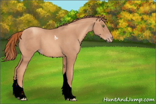 Horse Color:Gold Champagne Tobiano 