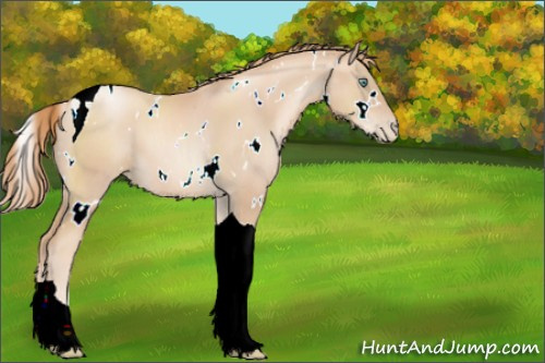 Horse Color:Unknown 