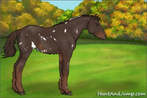Horse Color:White Spotted Liver Chestnut 
