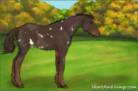 Horse Color:White Spotted Liver Chestnut 