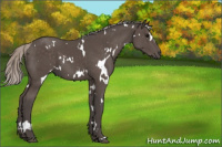 Horse Color:White Spotted Silver Black 
