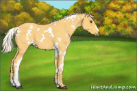 Horse Color:White Spotted Palomino