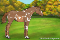 Horse Color:White Spotted Chestnut Sabino