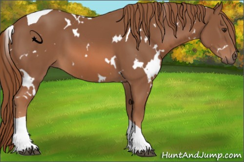 Horse Color:White Spotted Chestnut Tobiano 