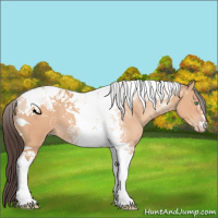 Horse Color:Amber Champagne Tobiano