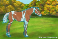 Horse Color:Thunderstruck Silver Bay Appaloosa 