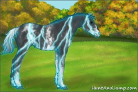 Horse Color:Thunderstruck White Spotted Black 