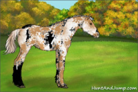Horse Color:White Spotted Palomino Tobiano 