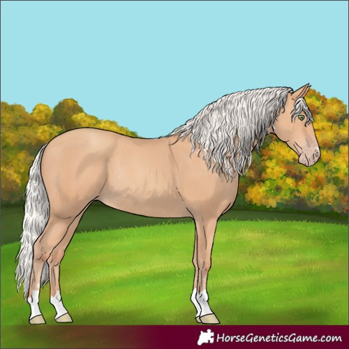 Horse Color:Silver Amber Champagne Rabicano
