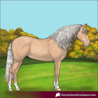 Horse Color:Silver Amber Champagne Rabicano