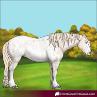 Horse Color:Perlino Appaloosa
