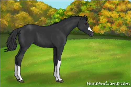 Horse Color:Black 
