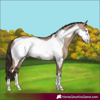 Horse Color:Liver Red Dun Frame 