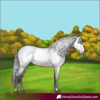 Horse Color:Gray Brown Roan Frame 