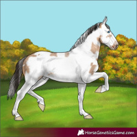 Horse Color:White Spotted Bay Dun Splash Frame