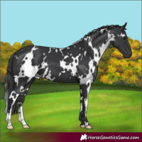 Horse Color:White Spotted Black 