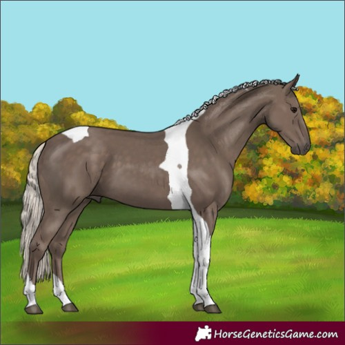 Horse Color:Silver Black Tobiano 