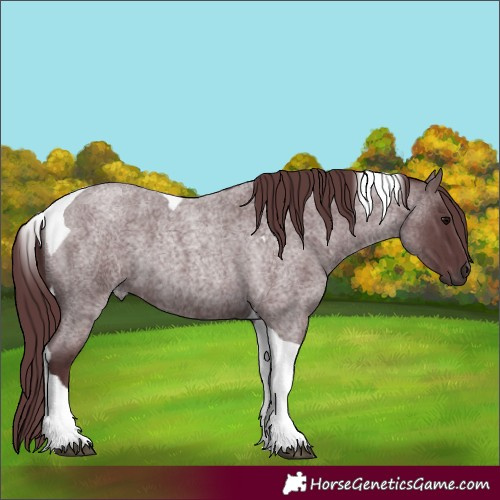 Horse Color:Chocolate Blue Roan Tobiano