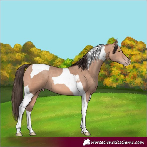 Horse Color:Amber Champagne Tobiano 