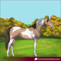 Horse Color:Amber Champagne Tobiano
