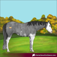 Horse Color:Blue Roan Sabino Splash