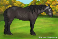 Horse Color:Gray Bay 