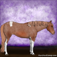 Horse Color:Chestnut Tobiano Appaloosa 