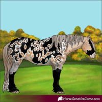 Horse Color:Buckskin Splash Appaloosa 