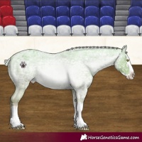 Horse Color:Silver Amber Champagne Ice Roan Splash Varnish 
