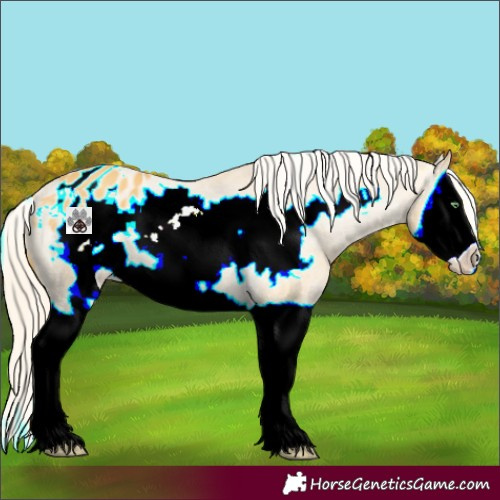 Horse Color:Gold Cream Champagne Splash Frame Appaloosa 
