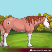 Horse Color:Gold Champagne Dun Splash 