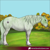 Horse Color:Palomino Roan 