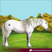 Horse Color:Gray Painted Bay Dun 