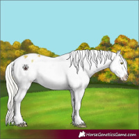 Horse Color:Watercolor Silver Amber Champagne Appaloosa 