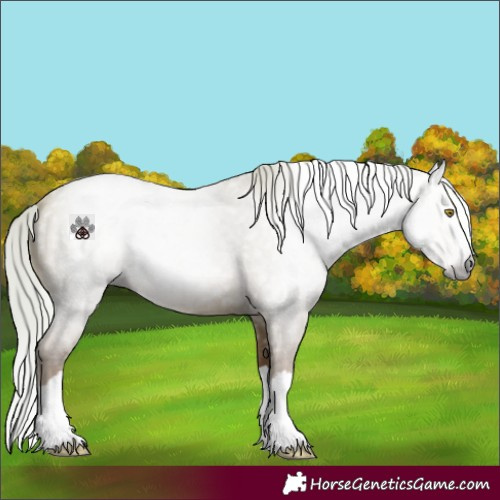 Horse Color:Gray Silver Amber Champagne Roan Splash 