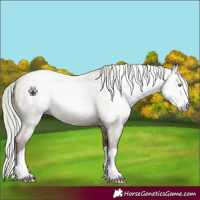 Horse Color:Gray Silver Amber Champagne Roan Splash 
