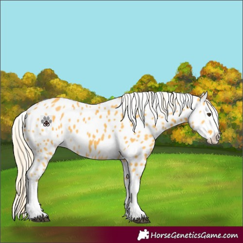 Horse Color:Palomino Splash Appaloosa 