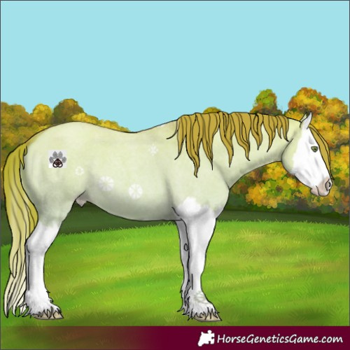 Horse Color:Gold Champagne Roan Dun Splash 