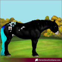 Horse Color:Silver Amber Champagne Roan Splash Varnish 