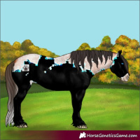 Horse Color:Bay Roan Splash Frame