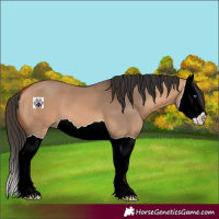 Horse Color:Bay Dun Splash 