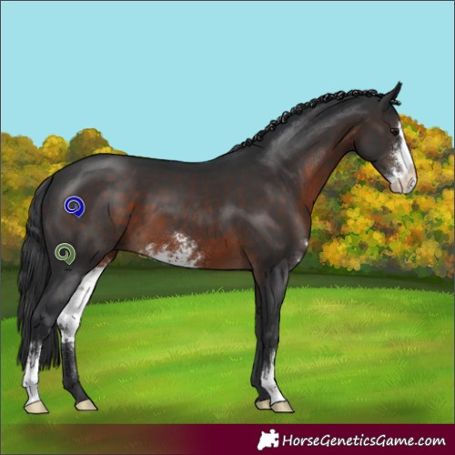 Horse Color:Brown Sabino 